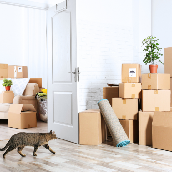 Moving boxes and a cat