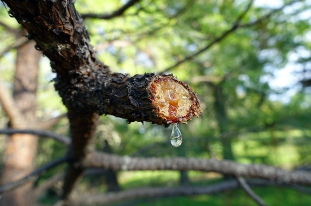 a tree branch dripping sticky sap that can wreak havoc on your exterior paint project.