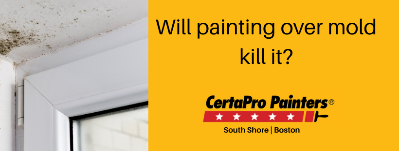 Will Paint Kill Mold A Common Question