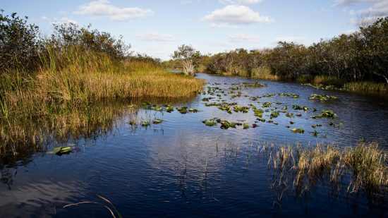 Plantation park image