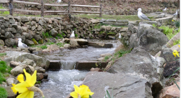 Herring Run