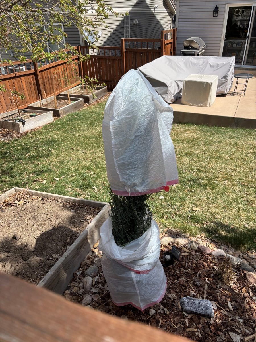 shrub covered in plastic bag during staining project Preview Image 3