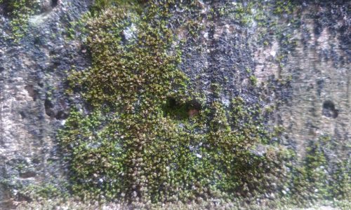 mold growth on building