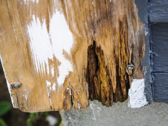 Wood Rot in your home