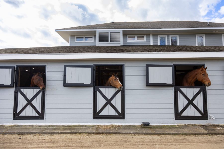 seabrook island equestrian center Preview Image 6