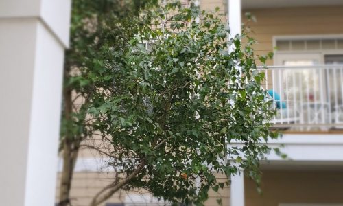 Commercial Exterior Painting Project