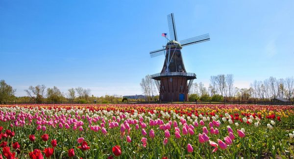 Holland tulips