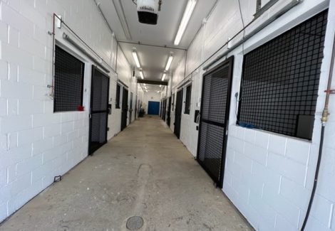 photo of repainted equine veterinarian in califon new jersey