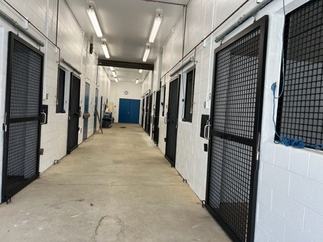 photo of repainted equine veterinarian in califon new jersey Preview Image 3