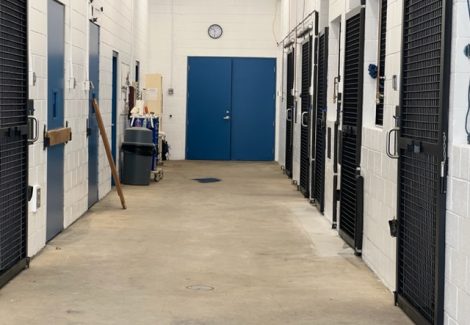 photo of repainted equine veterinarian in califon new jersey