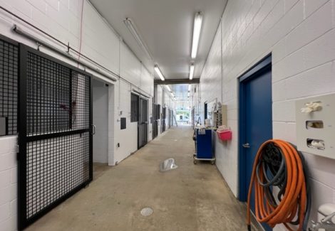 photo of repainted equine veterinarian in califon new jersey