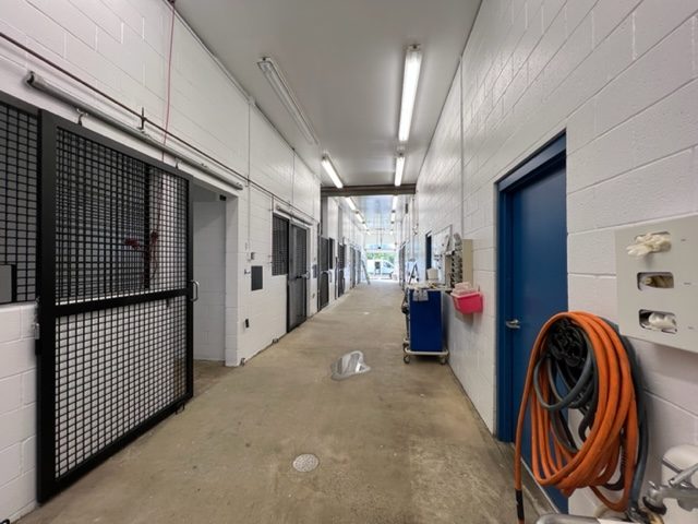 photo of repainted equine veterinarian in califon new jersey Preview Image 6