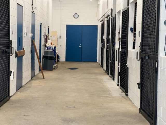 photo of repainted equine veterinarian in califon new jersey Preview Image 2