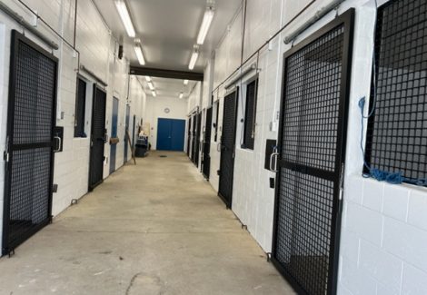 photo of repainted equine veterinarian in califon new jersey