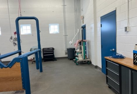 photo of repainted equine veterinarian in califon new jersey