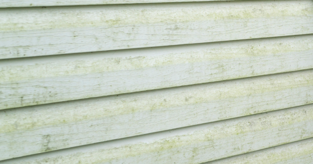 mold and mildew forming on siding