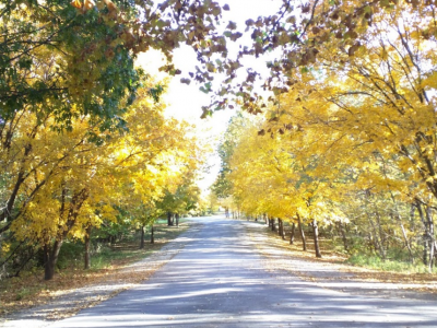 Street in Palatte County