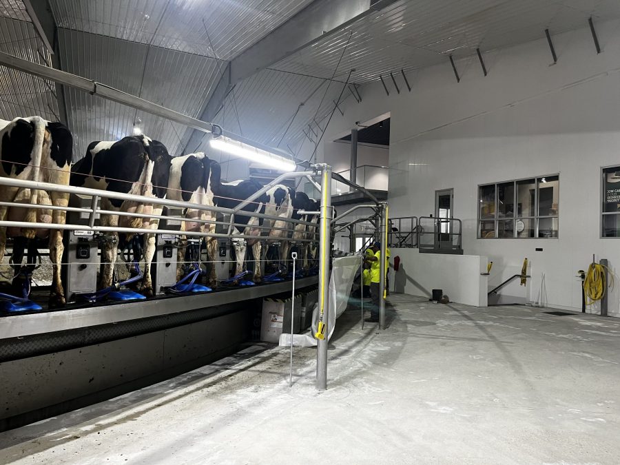 McCarty Farms Commercial Flooring Project floor is cleaned and almost ready for application before photo of flooring under cows Preview Image 19