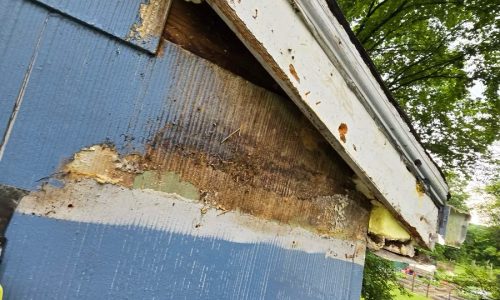 Rotted Wood (During)