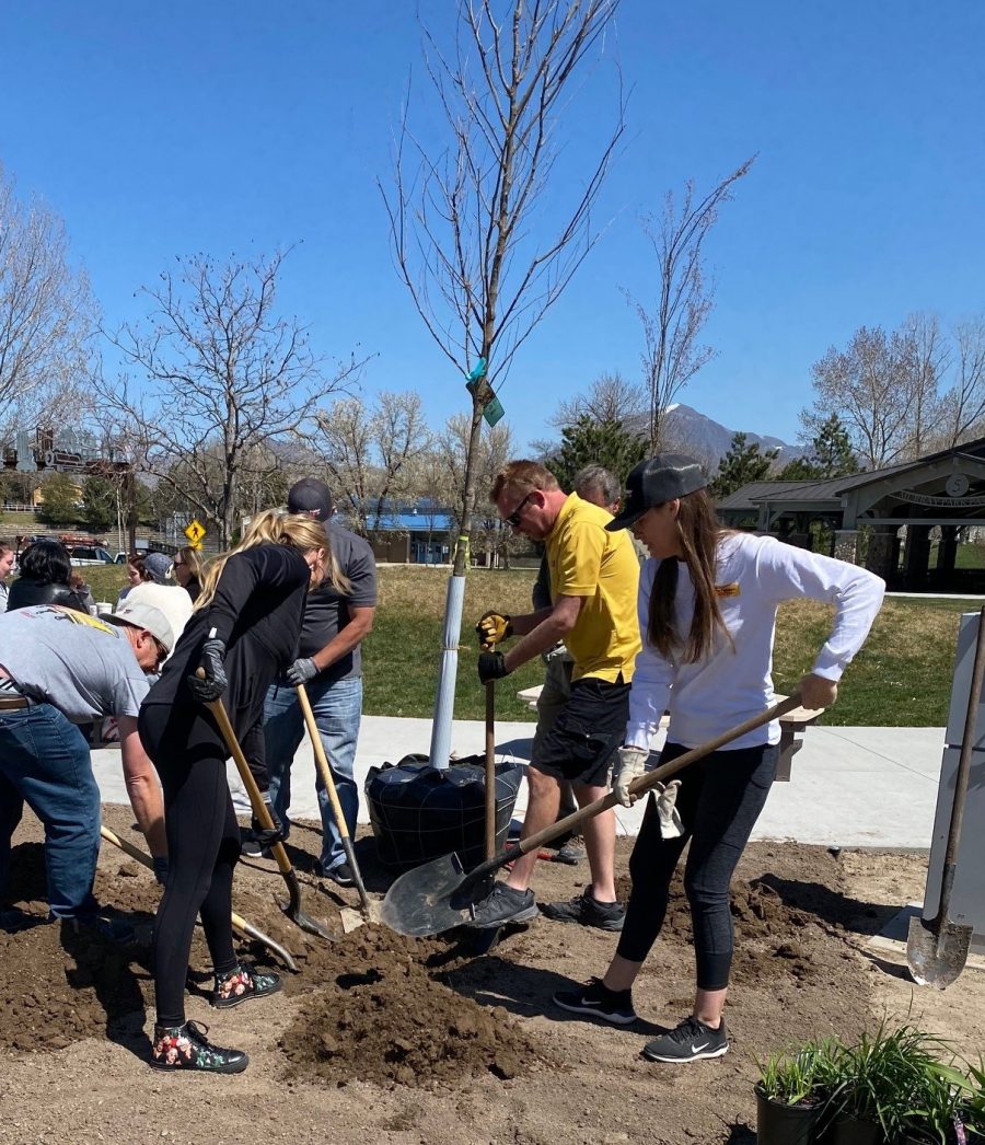 tree planting Preview Image 7