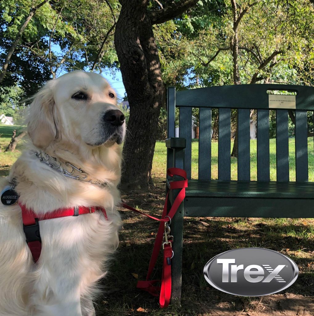 Dog posing with trex bench donated to Warwick's Lewis Park on behalf of the Warwick Lions Club