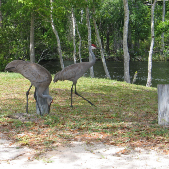 storks at lake mary jane park