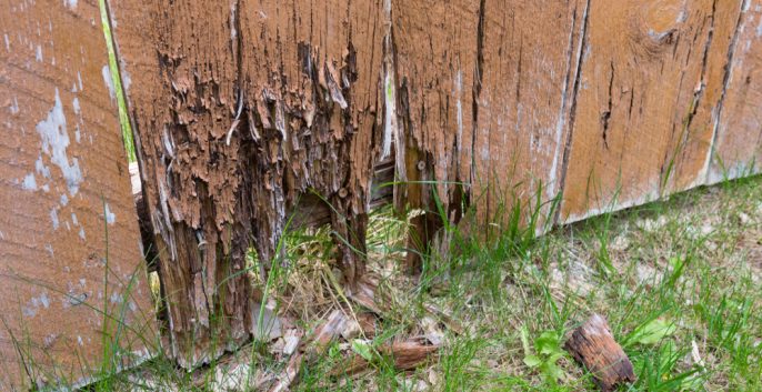 Check out our Wood Rot Repair