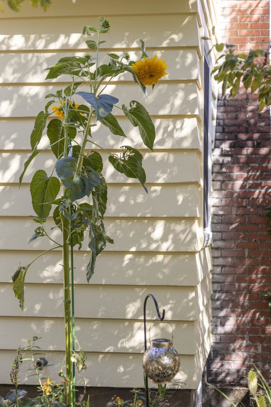 soft yellow home Preview Image 2