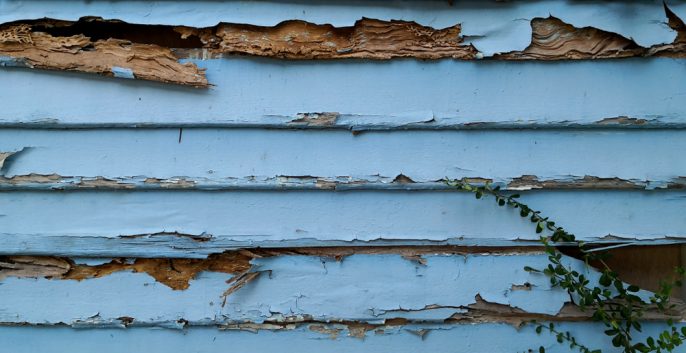 Check out our Wood Rot Repair