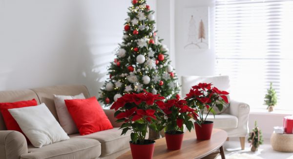 Holiday Decor And Paint Ideas