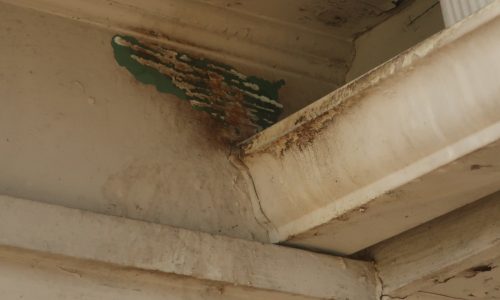 Overgrown Vegetation on Gutters