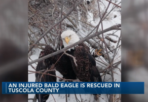 eagle rescue