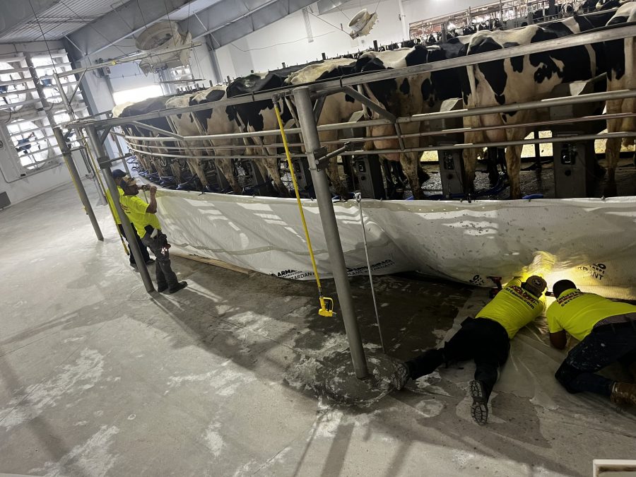 McCarty Farms Commercial Flooring Project under the cows before photo Preview Image 9