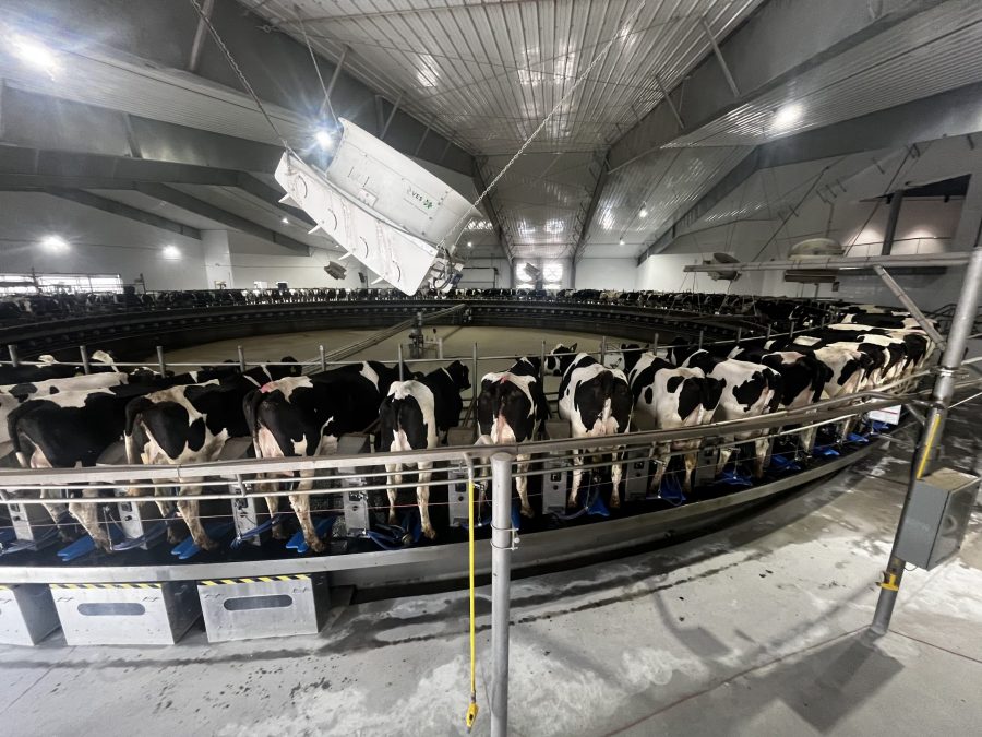 McCarty Farms Commercial Flooring Project showing the cows Preview Image 22