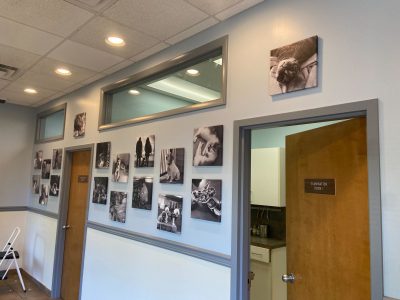 interior painted walls of veterinary office