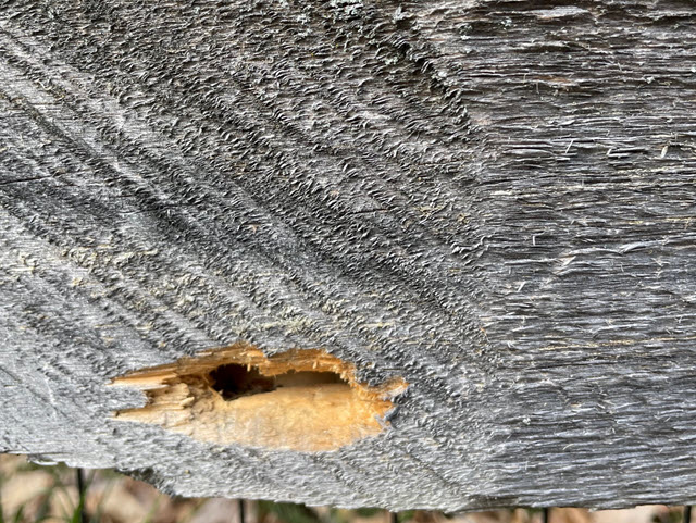 How to Stop Woodpeckers From Pecking Your Home - Fix Woodpecker Holes