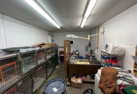 Animal Hospital Painters