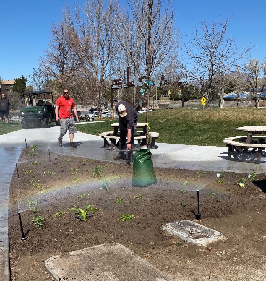 tree planting Preview Image 1