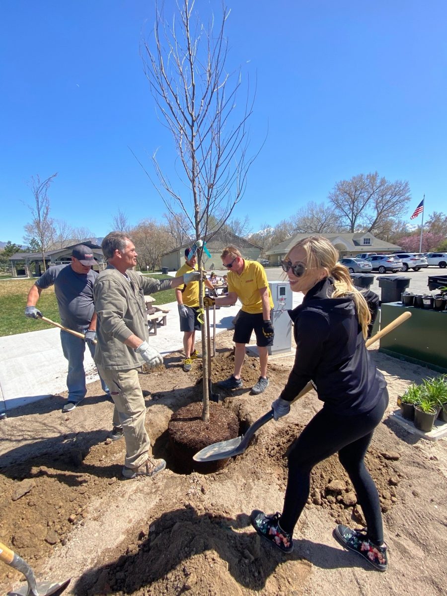 tree planting Preview Image 5