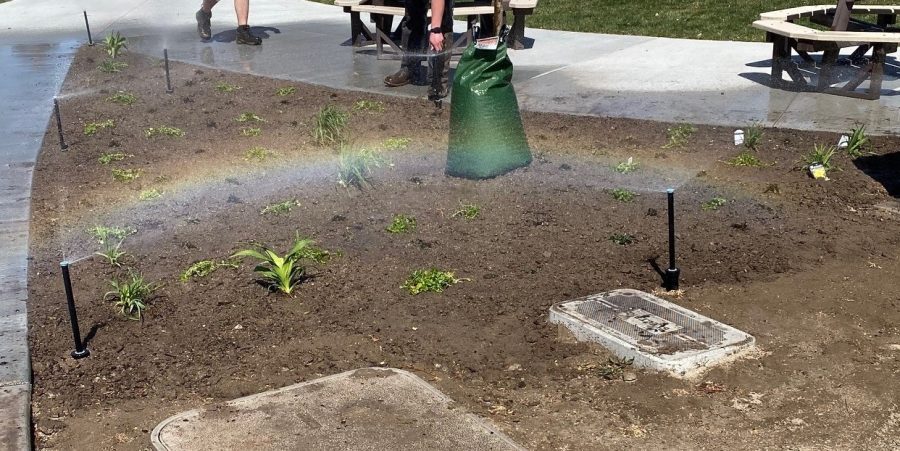 tree planting Preview Image 2