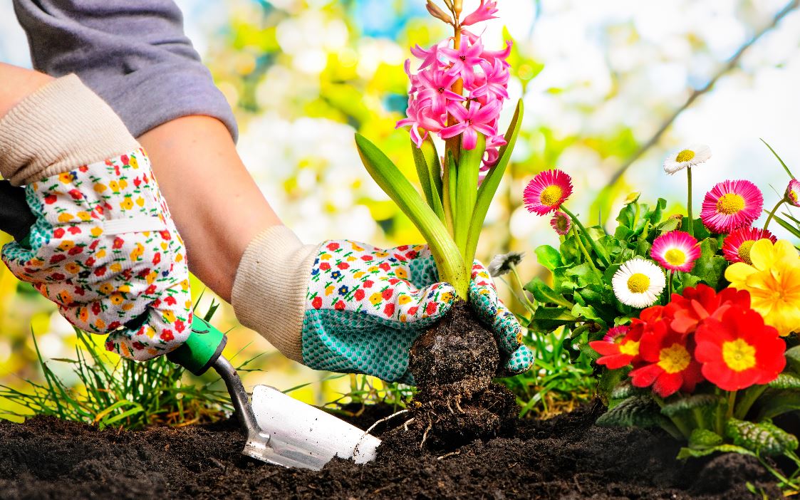 planting a flower bed