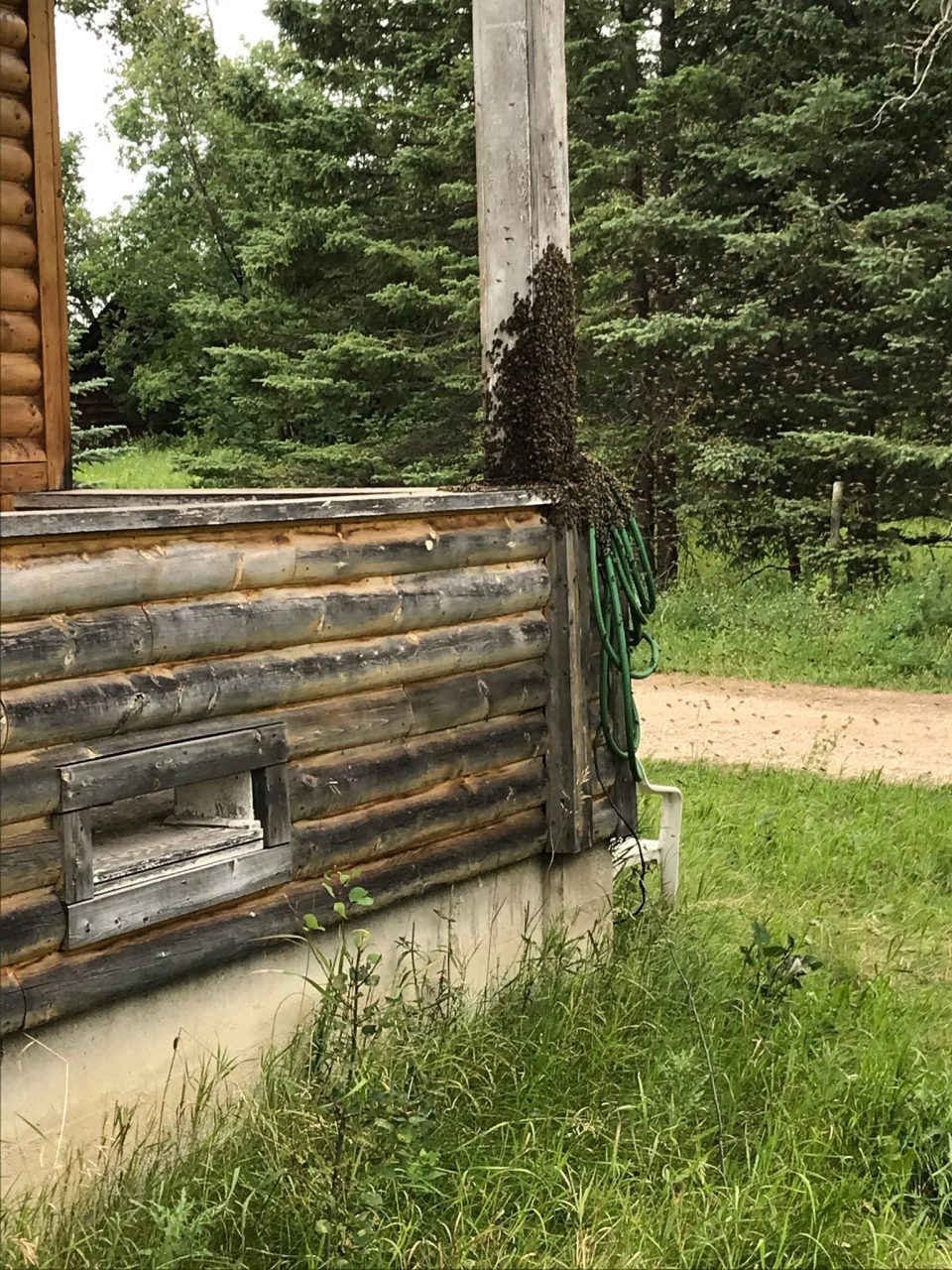 bees gathered on a house