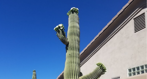 Scottsdale