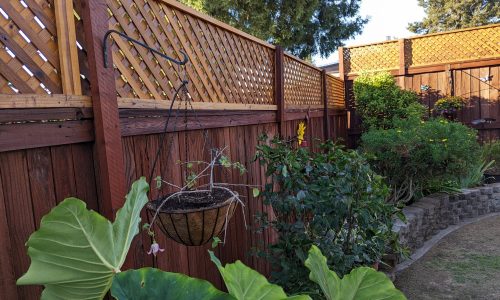 Fence Staining Project