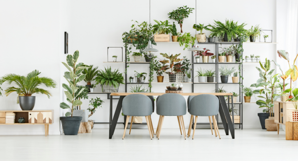 office with plants and white walls