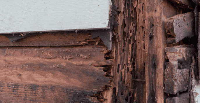 Check out our Wood Rot Repair Services