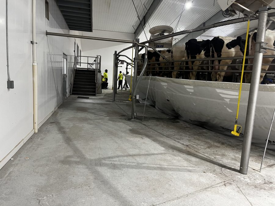 McCarty Farms Commercial Flooring Project before photo of flooring under cows Preview Image 17